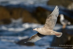 Glaucous Gull photographed at Chouet [CHO] on 4/3/2017. Photo: © Andy Marquis