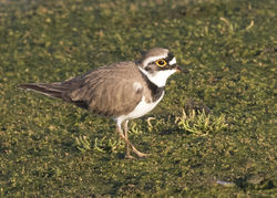 Little Ringed Plover photographed at Colin Best NR [CNR] on 22/3/2017. Photo: © Anthony Loaring