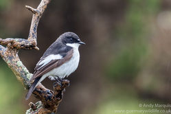 Pied Flycatcher photographed at Colin Best NR [CNR] on 6/5/2017. Photo: © Andy Marquis