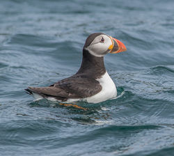 Puffin photographed at Herm [HER] on 17/7/2017. Photo: © Rod Ferbrache