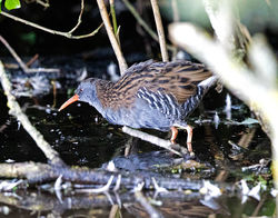 Water Rail photographed at Rue des Bergers [BER] on 12/9/2017. Photo: © Mike Cunningham