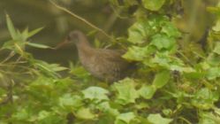 Water Rail photographed at Jerbourg [JER] on 21/9/2017. Photo: © lorna harborow