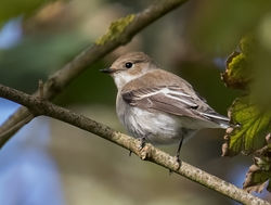 Pied Flycatcher photographed at Barrackmaster's Lane on 2/10/2017. Photo: © Anthony Loaring