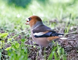 Hawfinch photographed at Foulon [FOU] on 29/1/2018. Photo: © Mike Cunningham