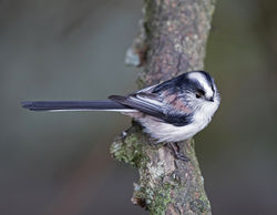 Long-tailed Tit photographed at St Peter Port [SPP] on 11/2/2018. Photo: © Mike Cunningham