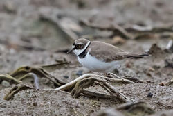 Little Ringed Plover photographed at Rue des Hougues, STA [H04] on 2/4/2018. Photo: © Anthony Loaring