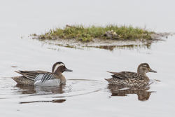 Garganey photographed at Claire Mare [CLA] on 12/4/2018. Photo: © Rod Ferbrache