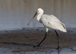 Spoonbill photographed at Claire Mare [CLA] on 2/6/2018. Photo: © Anthony Loaring