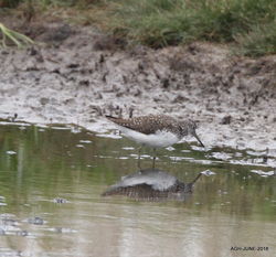 Green Sandpiper photographed at Claire Mare [CLA] on 16/6/2018. Photo: © Albert Harvey