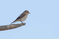 Pied Flycatcher photographed at Fort Hommet [HOM] on 6/8/2018. Photo: © Rod Ferbrache