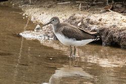 Green Sandpiper photographed at Claire Mare [CLA] on 13/8/2018. Photo: © Rod Ferbrache