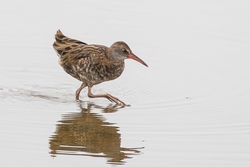 Water Rail photographed at Claire Mare [CLA] on 22/8/2018. Photo: © Rod Ferbrache