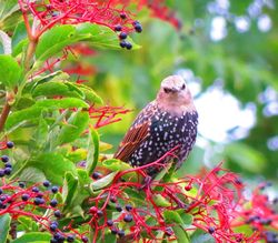 Starling photographed at My garden on 22/8/2018. Photo: © Sue De Mouilpied
