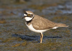 Little Ringed Plover photographed at Colin Best NR [CNR] on 25/3/2019. Photo: © Anthony Loaring