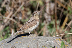 Wryneck photographed at Pulias [PUL] on 4/9/2019. Photo: © Rod Ferbrache