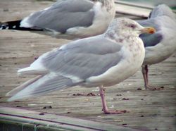 Glaucous Gull photographed at Town Harbour on 1/1/2002. Photo: © Barry Wells