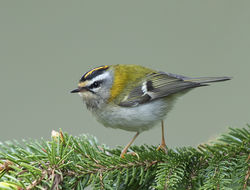 Firecrest photographed at St Peter Port [SPP] on 20/4/2020. Photo: © Mike Cunningham