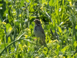 Corn Bunting photographed at Pleinmont [PLE] on 8/5/2020. Photo: © Andy Marquis