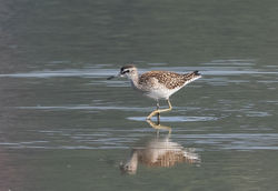 Wood Sandpiper photographed at Claire Mare [CLA] on 10/8/2020. Photo: © Anthony Loaring