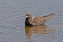 Long-tailed Skua photographed at Claire Mare [CLA] on 31/8/2020. Photo: © Anthony Loaring