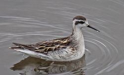 Red-necked Phalarope photographed at Vale Pond [VAL] on 28/9/2020. Photo: ©  Rockdweller