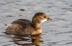 Little Grebe photographed at Claire Mare [CLA] on 3/11/2020. Photo: © Dave Carre