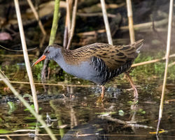 Water Rail photographed at Rue des Bergers [BER] on 9/11/2020. Photo: © Mike Cunningham