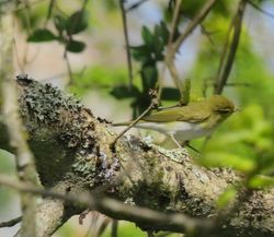 Wood Warbler photographed at Les Raies on 26/4/2021. Photo: © Mark Guppy