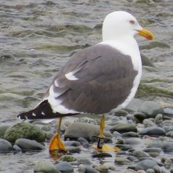 Lesser Black-backed Gull photographed at Perelle [PER] on 31/3/2021. Photo: © Wayne Turner