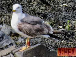 Lesser Black-backed Gull photographed at Perelle [PER] on 9/6/2021. Photo: © Wayne Turner