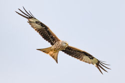 Red Kite photographed at Rue de la Lague on 24/6/2021. Photo: © Dave Carre