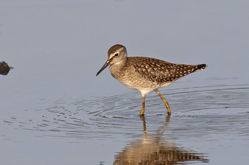 Wood Sandpiper photographed at Claire Mare [CLA] on 20/7/2021. Photo: © Anthony Loaring