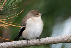 Pied Flycatcher photographed at Fort Hommet [HOM] on 9/9/2021. Photo: © Dave Carre