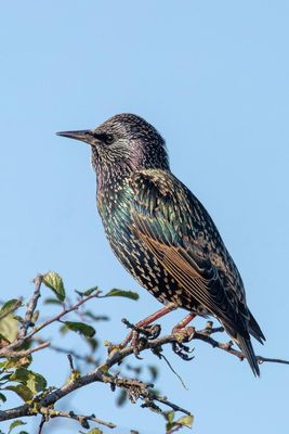 Starling photographed at Chouet [CHO] on 23/9/2021. Photo: © Rod Ferbrache