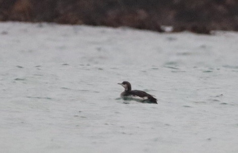 Black-throated Diver photographed at Cobo [COB] on 24/12/2021. Photo: © Guy O’Regan