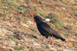 Chough photographed at Pleinmont [PLE] on 25/3/2022. Photo: © Dave Carre