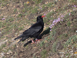Chough photographed at Pleinmont [PLE] on 3/4/2022. Photo: © Mike Cunningham