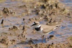Little Ringed Plover photographed at Claire Mare [CLA] on 9/5/2022. Photo: © Guy O’Regan