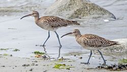 Whimbrel photographed at Perelle [PER] on 10/5/2022. Photo: ©  Rockdweller