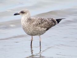 Lesser Black-backed Gull photographed at Perelle [PER] on 14/8/2022. Photo: © Wayne Turner