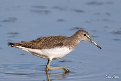 Green Sandpiper photographed at Claire Mare [CLA] on 27/8/2022. Photo: © Dave Carre