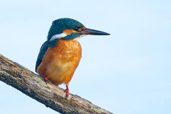 Kingfisher photographed at Claire Mare [CLA] on 15/10/2022. Photo: © Christopher Wilkinson