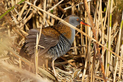 Water Rail photographed at Claire Mare [CLA] on 25/10/2022. Photo: © Kim Wilkinson