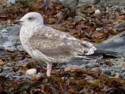 Lesser Black-backed Gull photographed at Perelle [PER] on 27/10/2022. Photo: © Wayne Turner