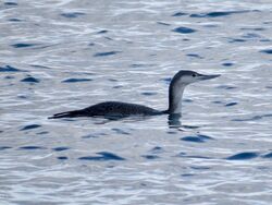 Red-throated Diver photographed at Portelet [PET] on 16/12/2022. Photo: © Wayne Turner