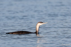 Red-throated Diver photographed at Rocquaine [ROC] on 16/12/2022. Photo: © Dave Carre