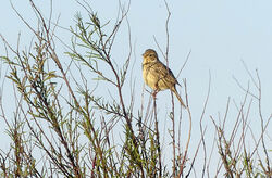 Corn Bunting photographed at Fort Hommet [HOM] on 4/4/2023. Photo: © Mark Lawlor