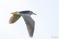 Night Heron photographed at Rousse [ROU] on 13/4/2023. Photo: © Dave Carre