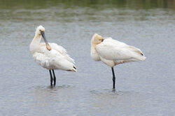 Spoonbill photographed at Claire Mare [CLA] on 13/5/2023. Photo: © Christopher Wilkinson