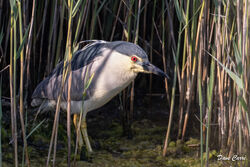 Night Heron photographed at Vale Pond [VAL] on 6/6/2023. Photo: © Dave Carre